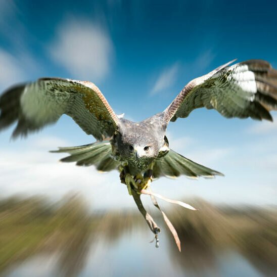 cropped-Elektro-Pecher-fliegender-Adler-2.jpg